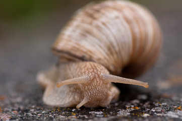 Schnecke