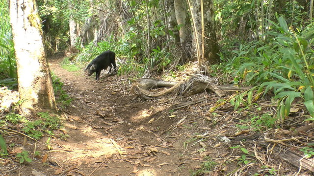 Wild black hog in Topes de Collantes, Cuba