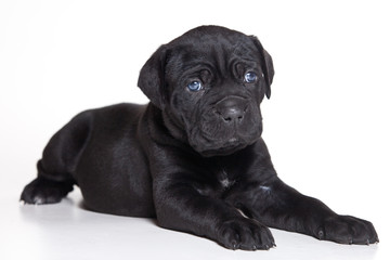 Cane Corso Italiano on white