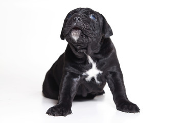 Cane Corso Italiano on white