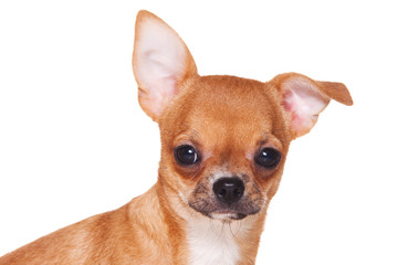 Chihuahua puppy on white background