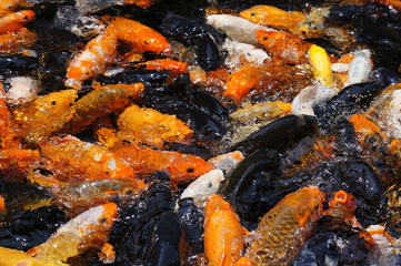 Koi fish in crowds swimming in water