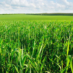 Obraz premium Wheat field and blue sky