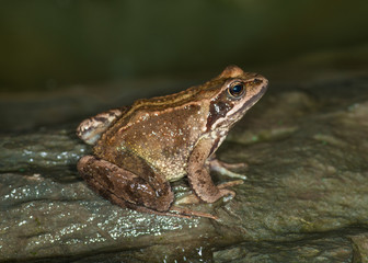 Obraz premium Common Frog ( Rana temporaria)