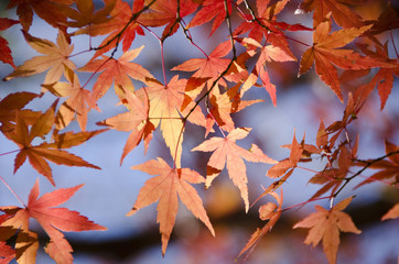 Colorful autumn leaves background