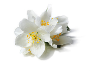Fototapeta na wymiar Białe kwiaty jaśminu na białym tle