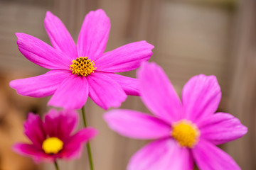 Fototapeta premium Pink cosmos flower in the garden
