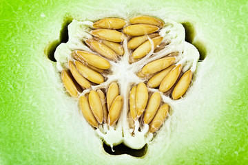 Honeydew melon close up