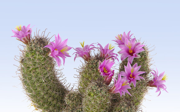 Flowering Cactus