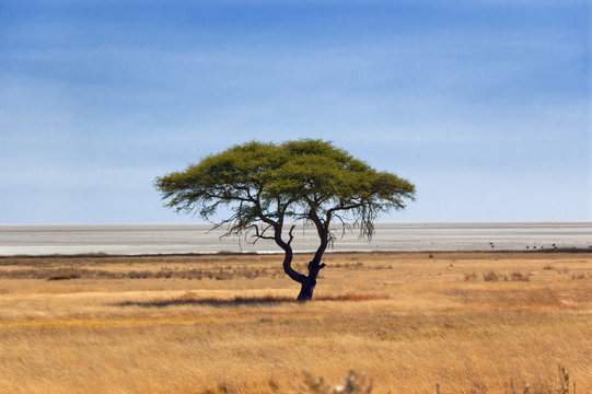 African nature and wildlife reserve, Etosha pan, Namibia