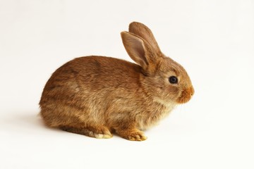 Bunny rabbit