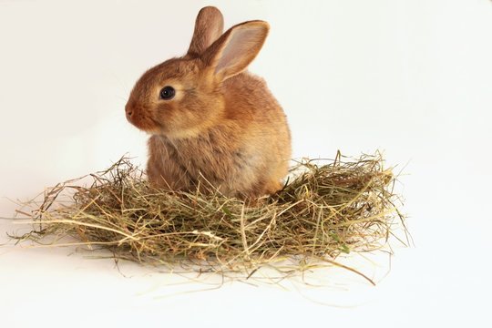 Bunny Rabbit And Hay