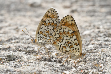 Mariposas apareandose sobre una piedra.