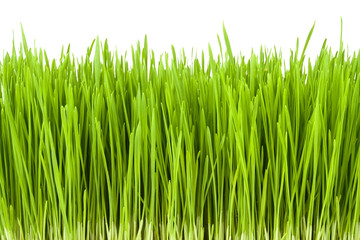 Fototapeta na wymiar lush grass