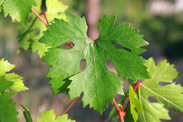 Grape leaf in a garden close up - Shallow DOF