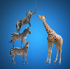 Zebra And Giraffe