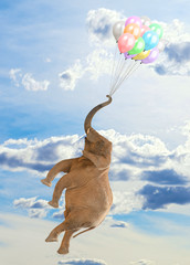Plakaty  Słoń lecący z balonami