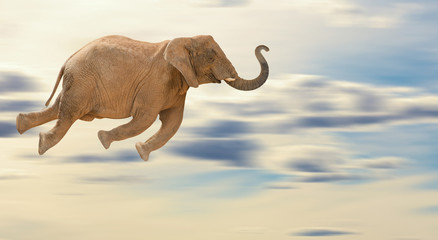 Naklejka premium Flying Elephant