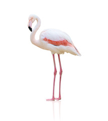 Portrait Of A Flamingo © Krakenimages.com