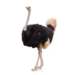 Deurstickers Struisvogel Portret van een struisvogel