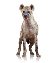 Portrait d& 39 une hyène