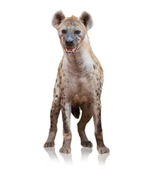 Crédence en verre imprimé Hyène Portrait d& 39 une hyène