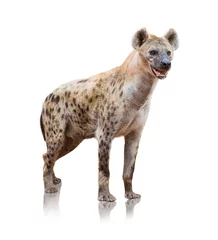 Papier Peint photo Lavable Hyène Portrait d& 39 une hyène