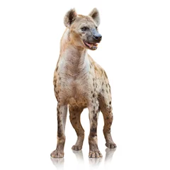 Papier Peint photo Lavable Hyène Portrait d& 39 une hyène