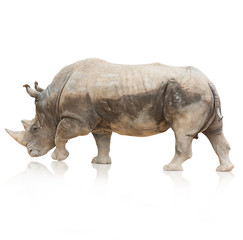Obraz premium Portrait of a rhinoceros