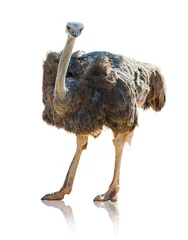 Foto op Plexiglas Struisvogel Portret van een struisvogel