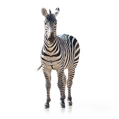 Portrait Of A Zebra