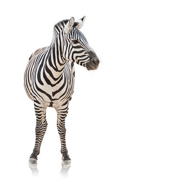 Fototapeta Portrait of a zebra