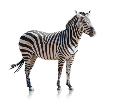 Fototapeta Portrait Of A Zebra