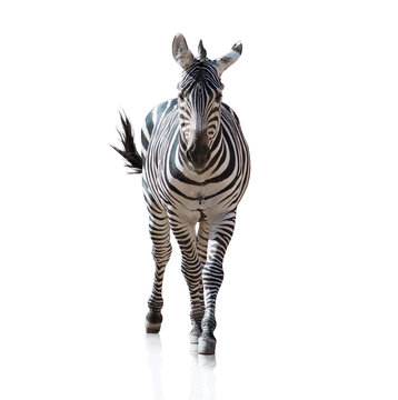 Fototapeta Portrait Of A Zebra