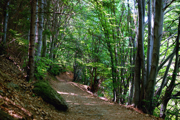 path on the border between trees