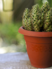 Cactus in flowerpot