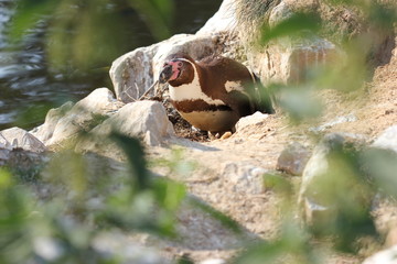 Weiblicher Humboldtpinguin mit frisch geschlüpftem Küken