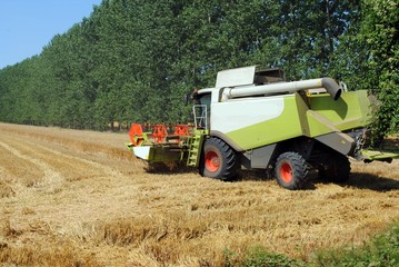 Obraz premium thresher machine works in a wheat field