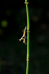 Grasshopper on a stem