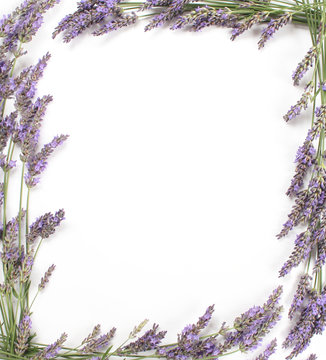 Cadre en fleurs de lavande isol&eacute; sur le fond blanc.