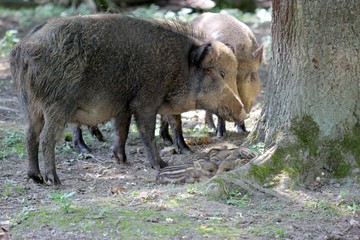 Bache mit ihrem Nachwuchs