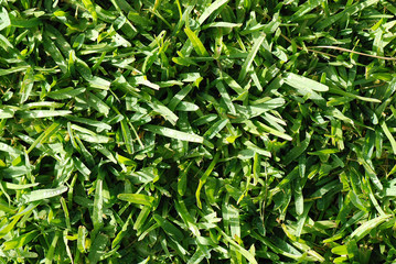 FONDO DE CÉSPED, HIERBA, GRAMA. ILUMINADO POR EL SOL