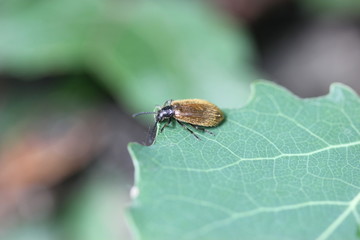 Gemeiner Wollkäfer (Lagria hirta)