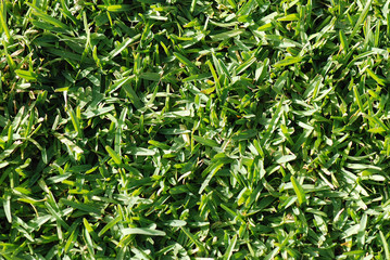 Obraz premium FONDO DE CÉSPED, HIERBA, GRAMA. TEXTURAS