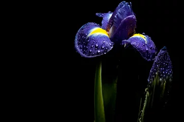 Foto auf Alu-Dibond Iris leuchtende Iris