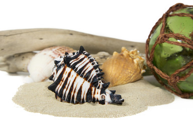 sea still life with shell and driftwood
