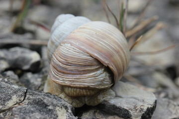 Weinbergschnecke mit geflicktem Haus