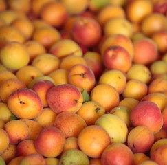 Albicocche biologiche appena raccolte