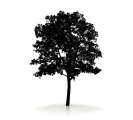 Tree silhouette on white background