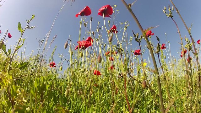 Red poppies on sky background in back view